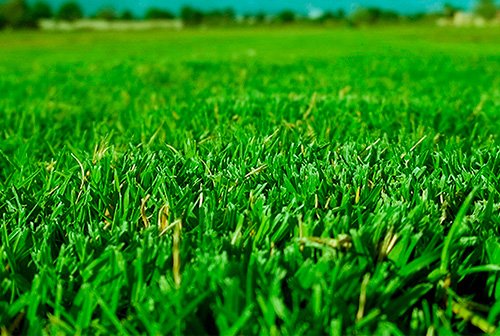 pasto-rollo-bermuda419-1