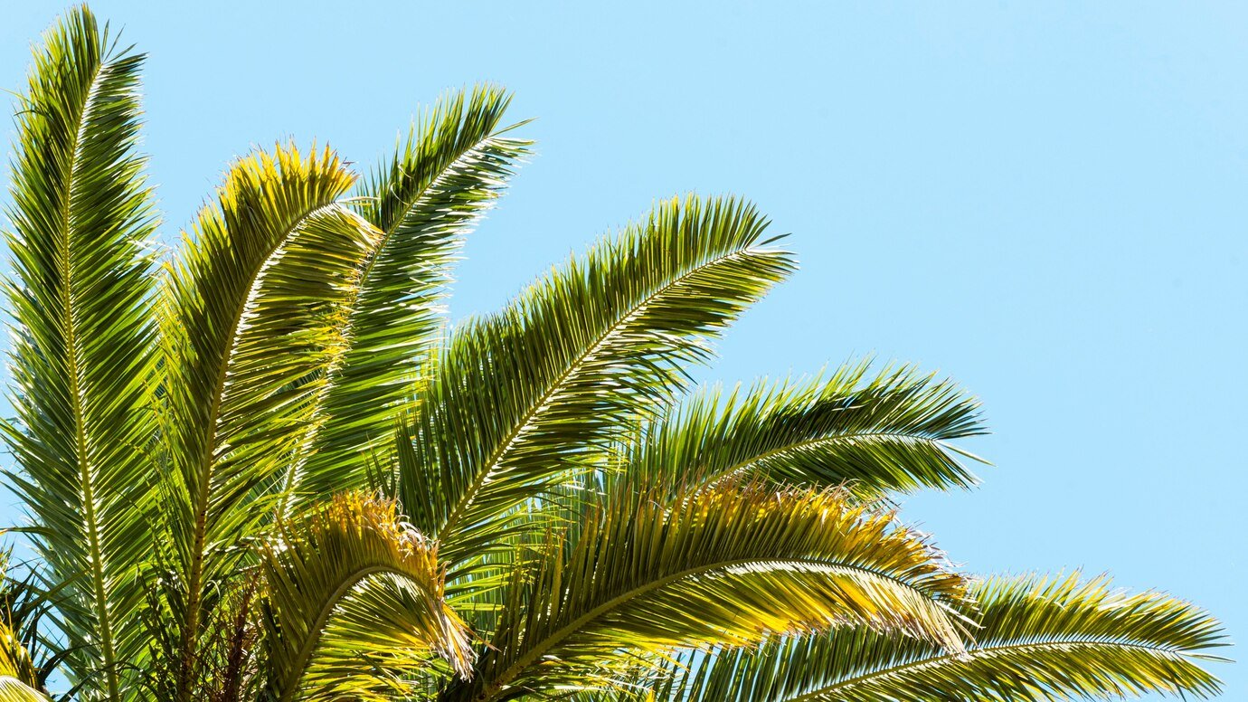 palm-tree-leaves-outdoors-sun_23-2148817601