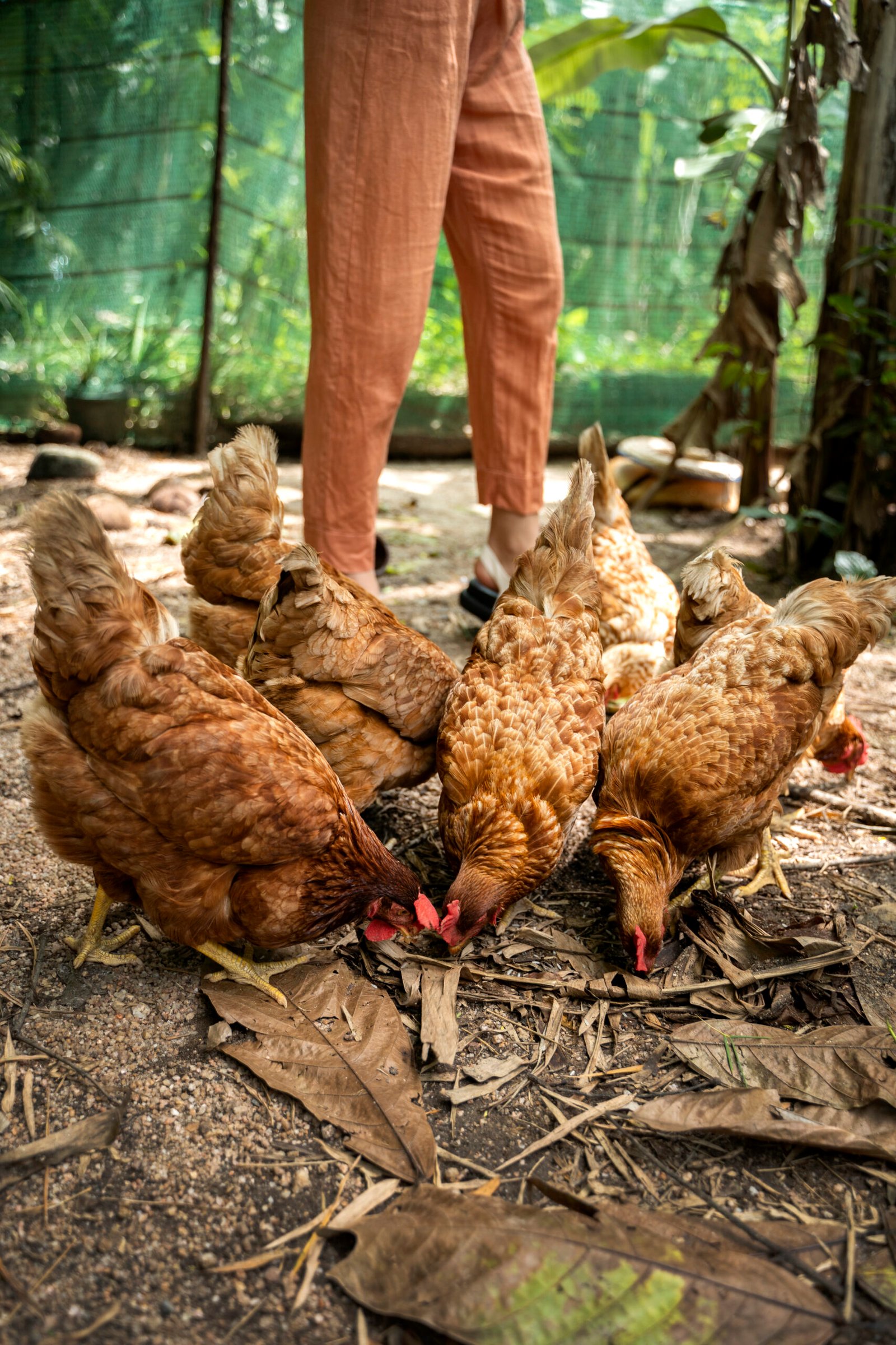 side-view-adult-feeding-chickens