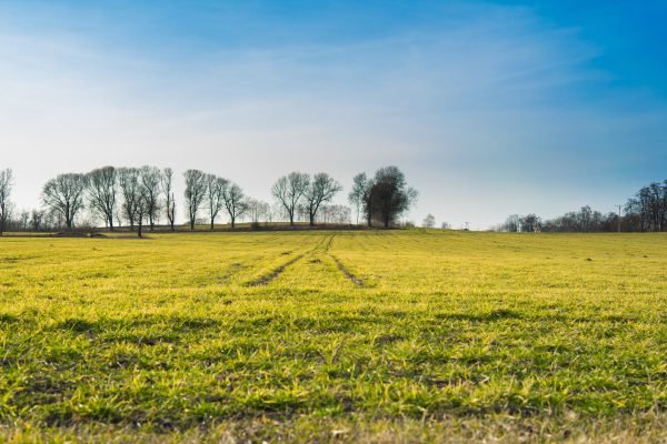 large-green-landscape-covered-grass-surrounded-by-trees